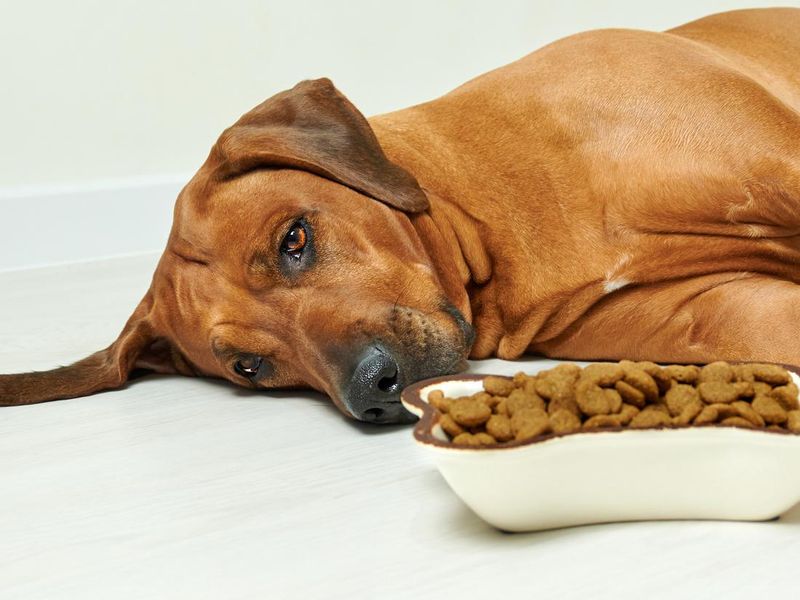 Dog lying on floor next to bowl full of dry food, refusing to eat