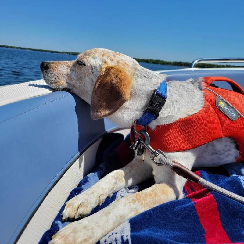 dog napping on boat