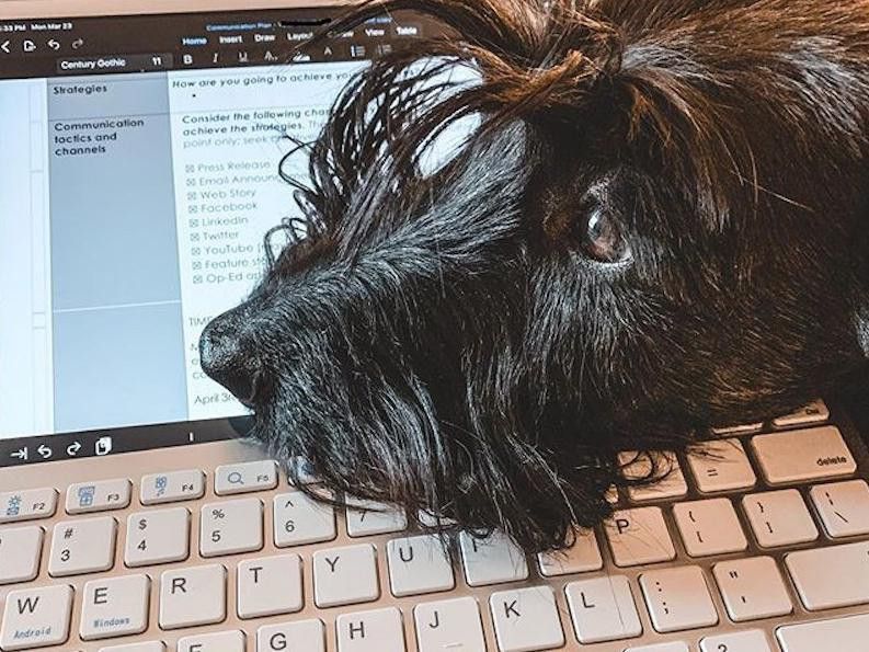 Dog on a keyboard
