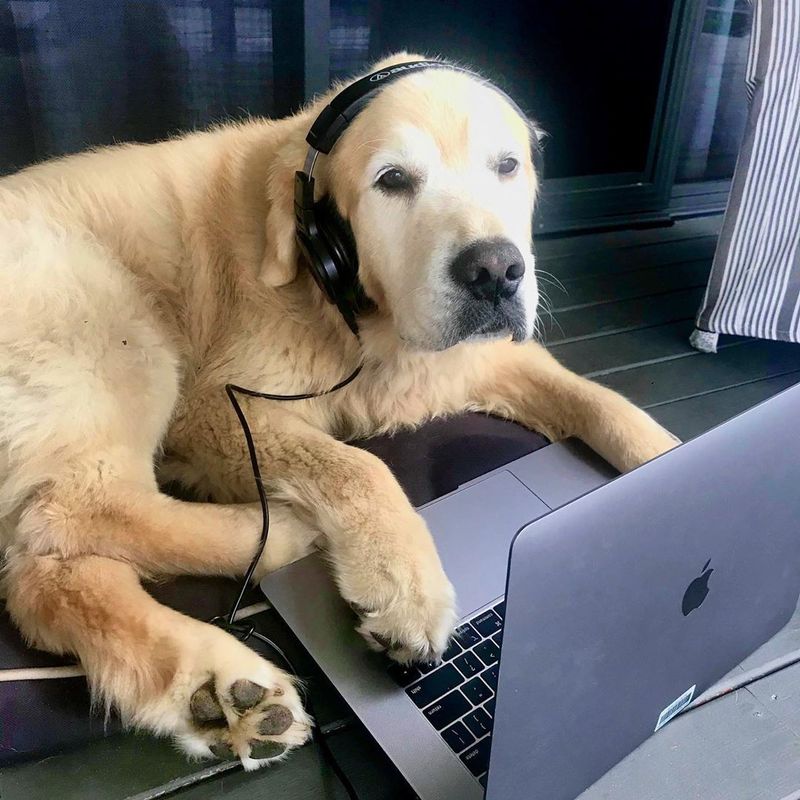 Dog on a macbook
