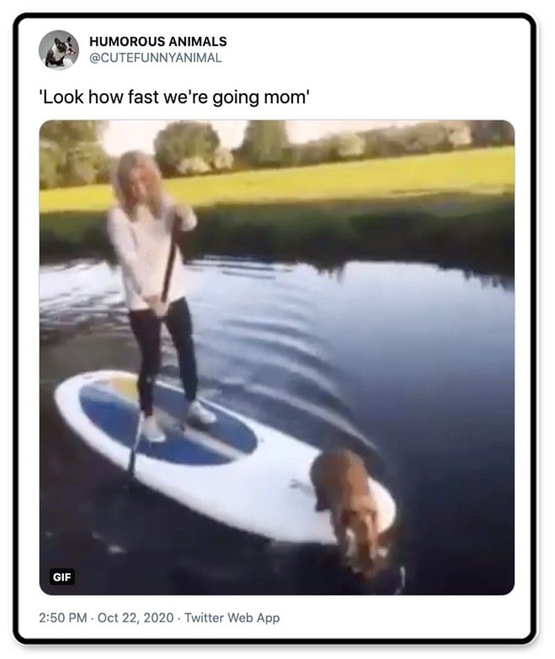 Dog on a paddleboard
