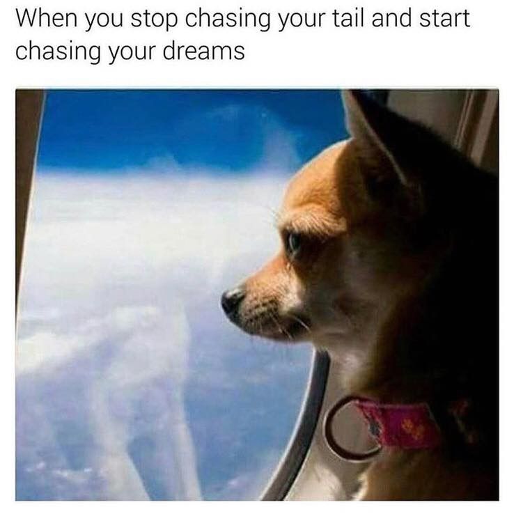 Dog on plane