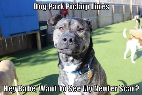 Dog park pickup line