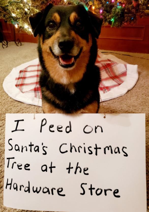 Dog peeing on Christmas tree