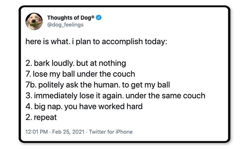Dog plan for the day