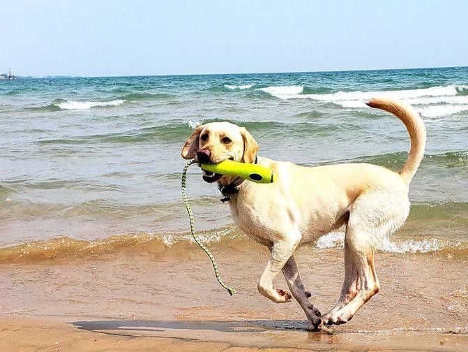 Dog playing fetch at beautiful beach