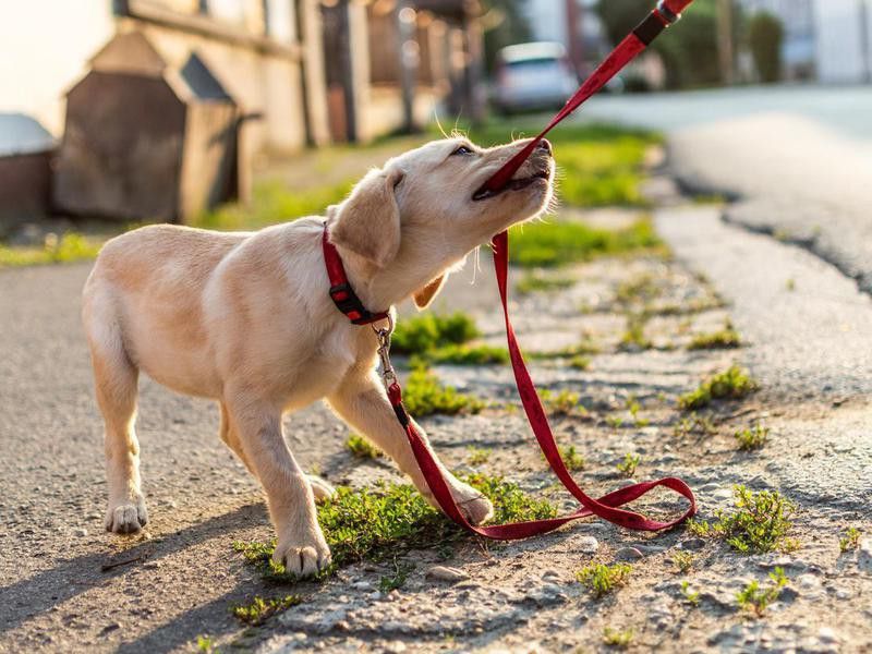 Dog pulling on leash