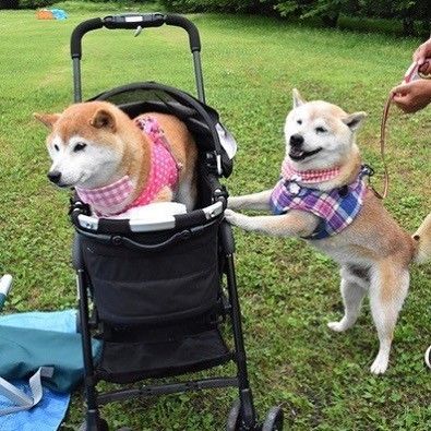 Dog pushing another dog in stroller