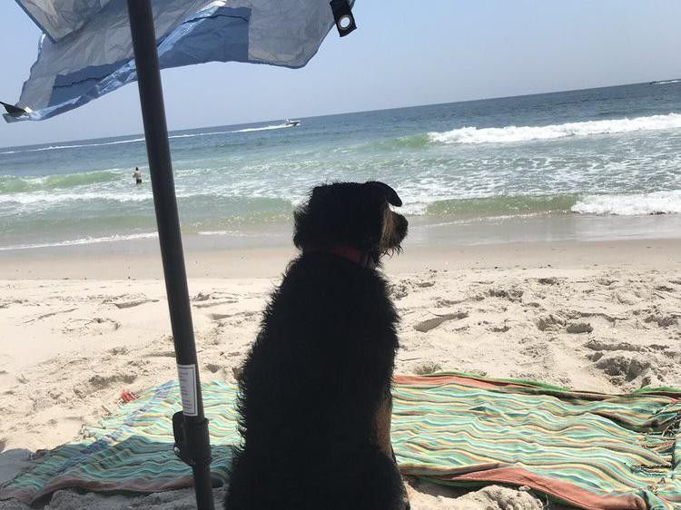 Dog relaxing under beach umbrella