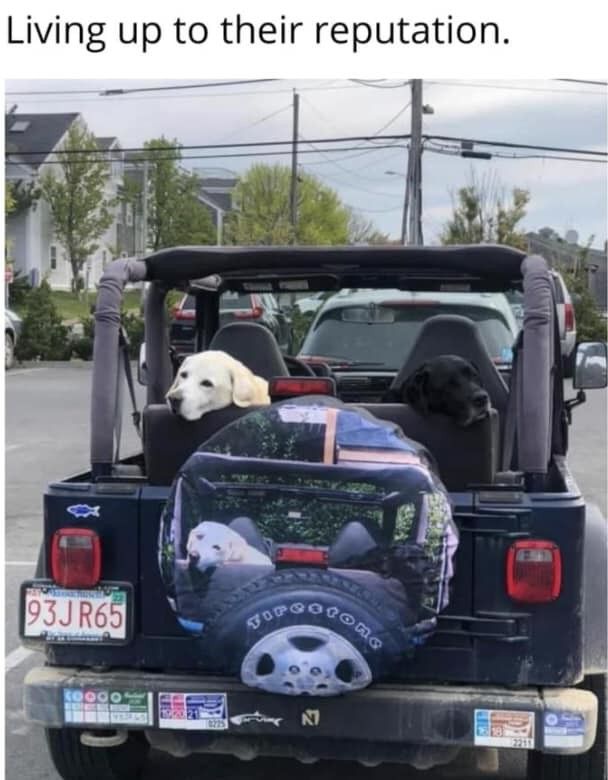 Dog riding in Jeep