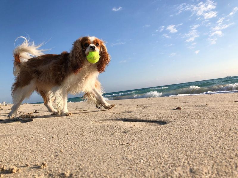 Dog running on the beach in Miami