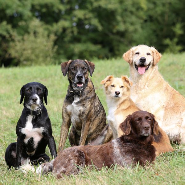 group of five dogs outdoor