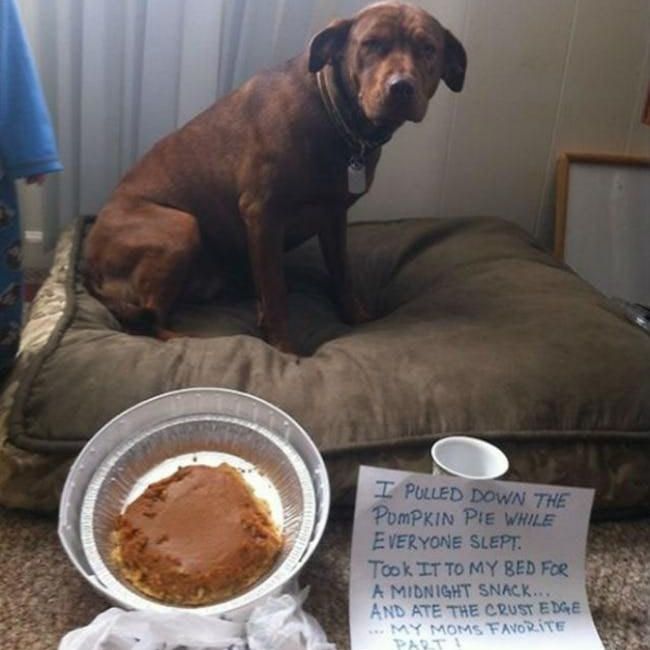 Dog shamed for eating pumpkin pie