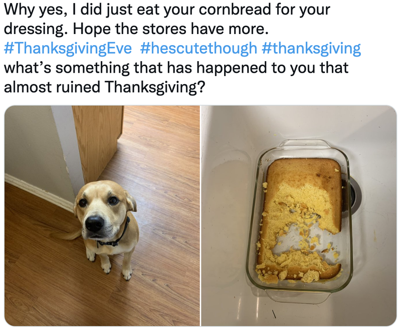 Dog shaming photo after the dog ate cornbread