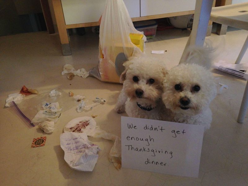 Dog shaming photo of two dogs who got into the trash