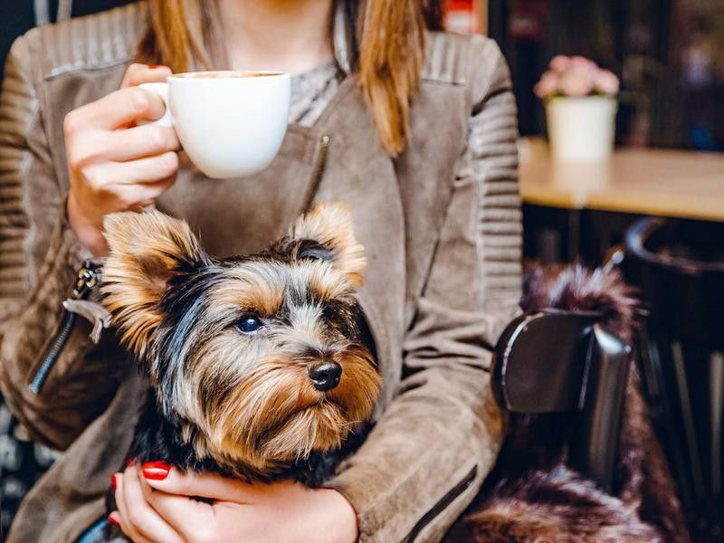 Dog sitting in woman's lap at coffee shop