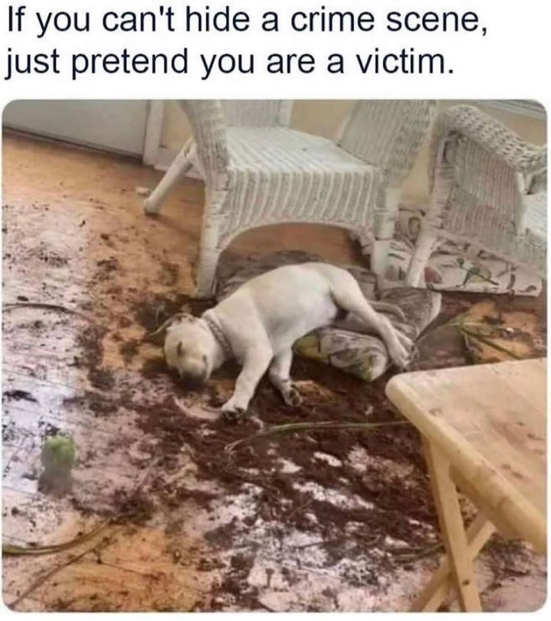 Dog sleeping in dirt on a floor