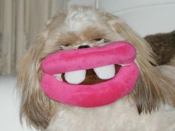 Dog smiling photo
