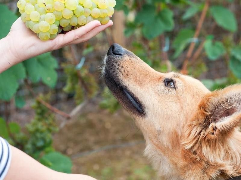 Dog sniffing grapes