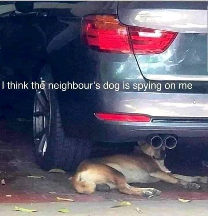 Dog spy