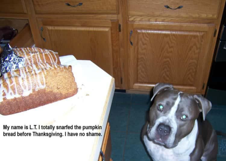 Dog stealing pumpkin bread