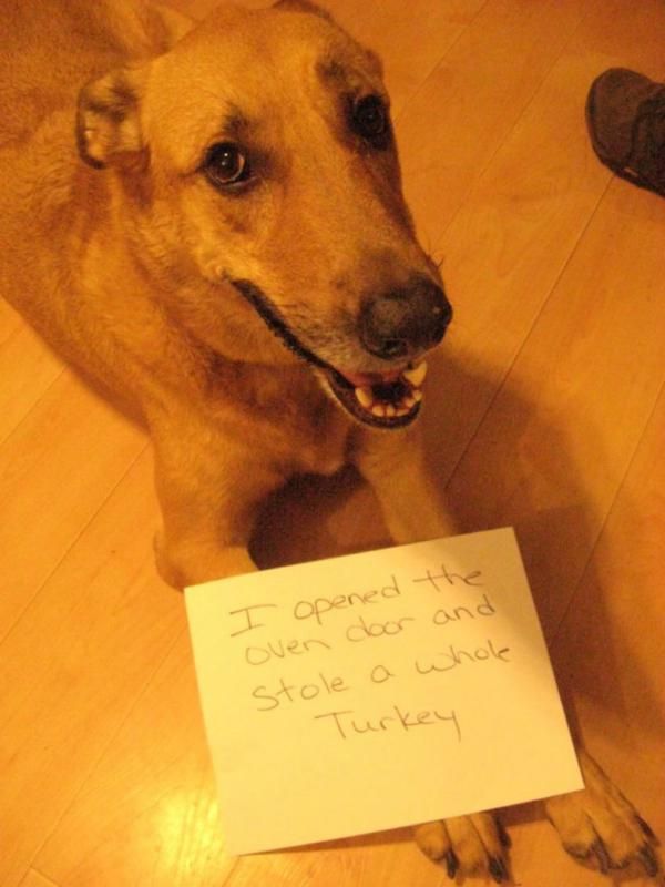 Dog stole the turkey