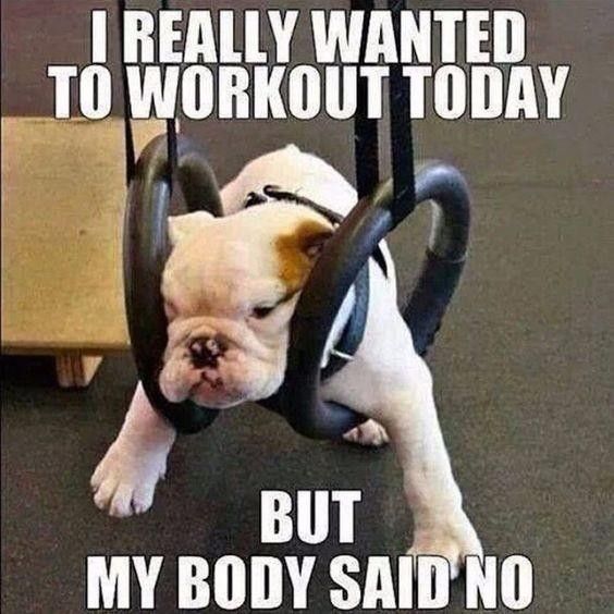 Dog too tired to work out