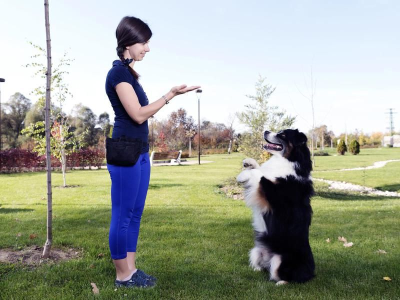Dog training session at the park