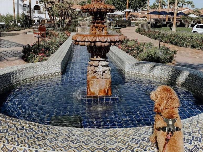 Dog traveling in La Quinta, California