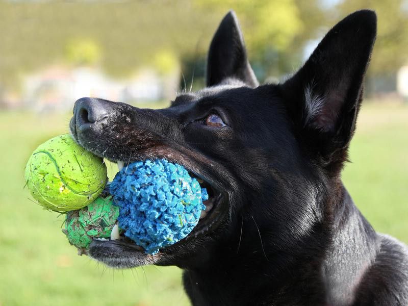 Dog tricks: A dog holding several tennis balls in his mouth