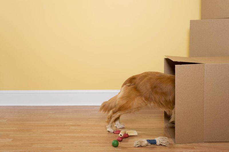 Dog unpacking toys and bones