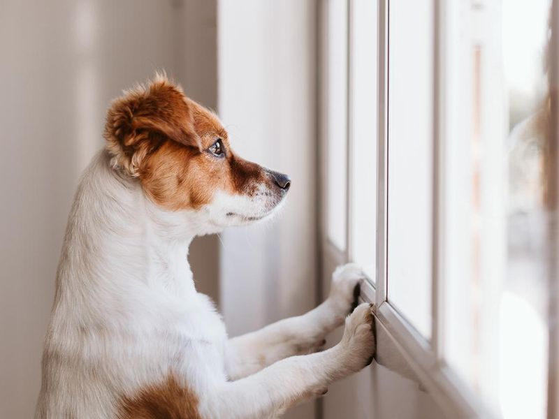 Dog waiting at window