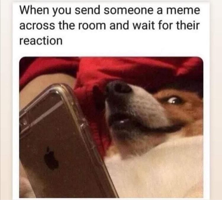 Dog waiting for a friend to react to a meme they sent