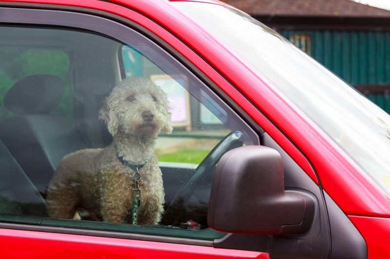 Dog waiting for his owner in the car