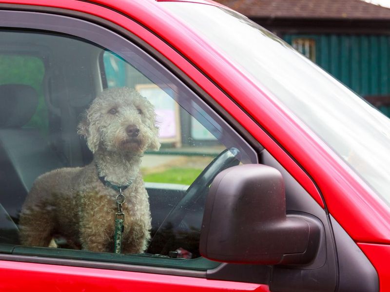 Dog waiting for his owner in the car