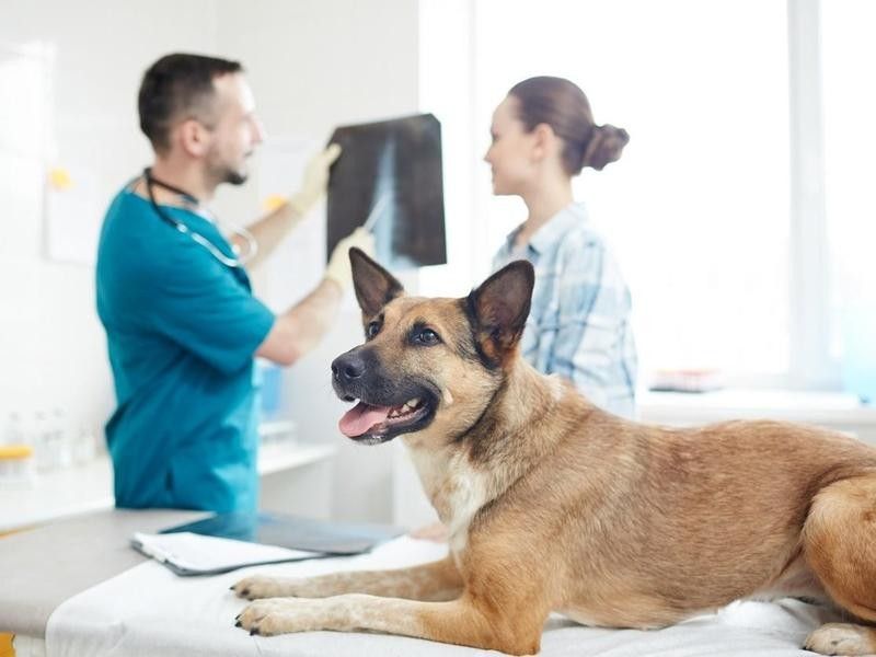 Dog waiting on vet table while vet explains X-ray