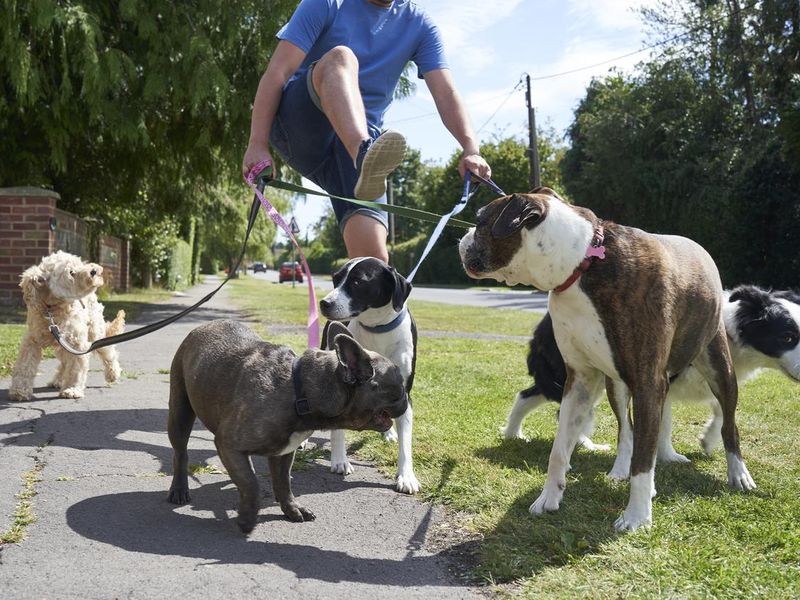 Dog walker struggling to walk dogs on a suburban street