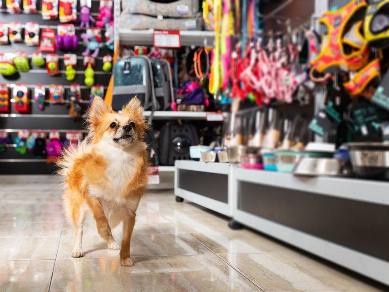 Dog walking in a pet store