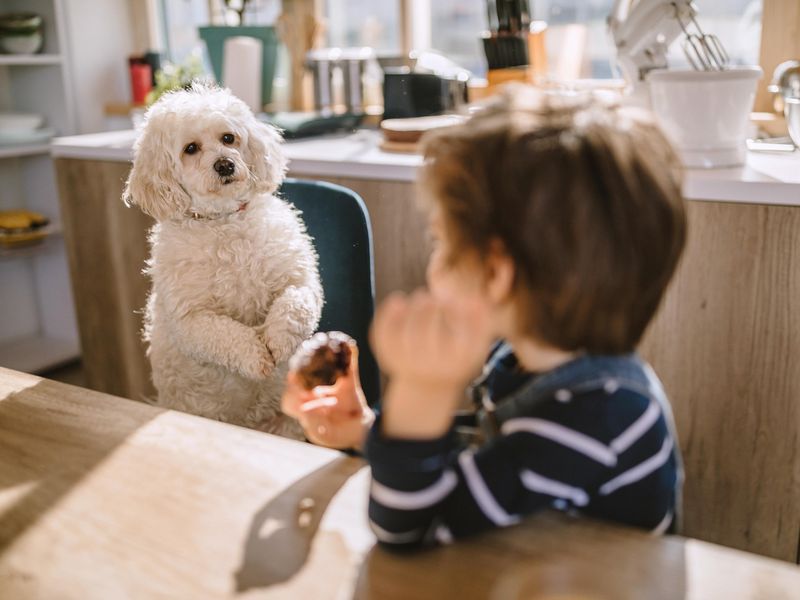 Dog wants to eat cookie from boy