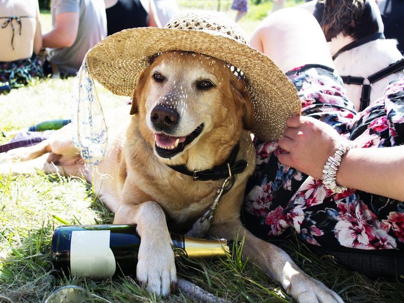 Dog wearing a hat at a music festival