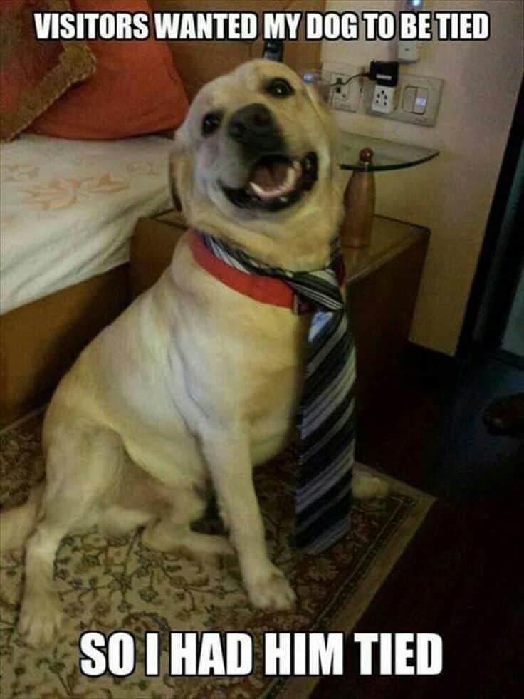 Dog wearing a tie