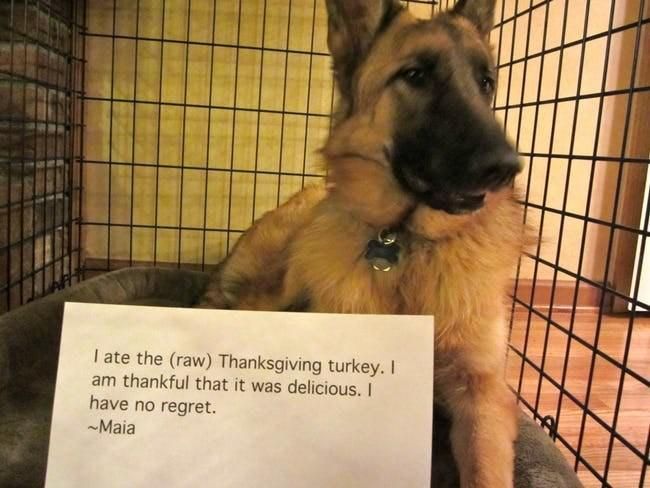 Dog who ate the Thanksgiving turkey