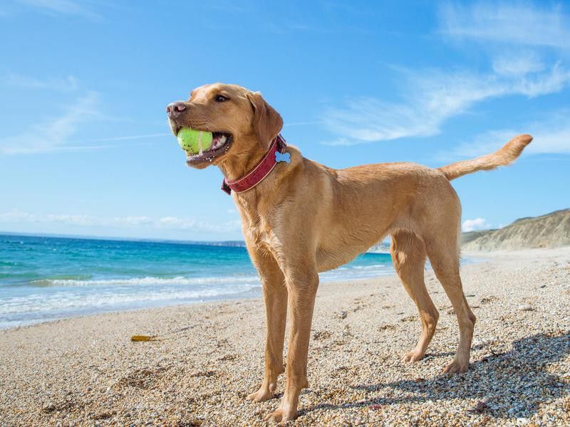 Dog with a ball at the beach