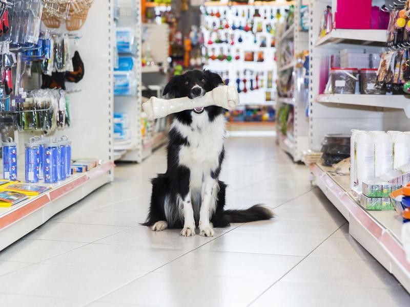 Dog with a bone in a store