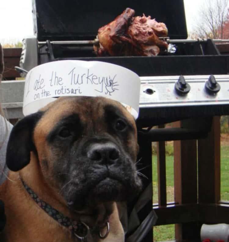 Dog with a hat saying he ate the turkey off the grill