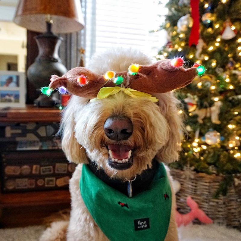 Dog with a reindeer headband