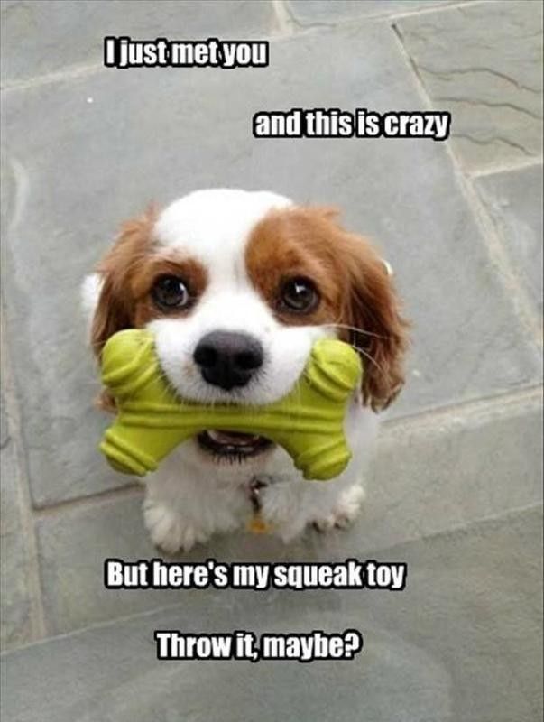 Dog with a squeak toy