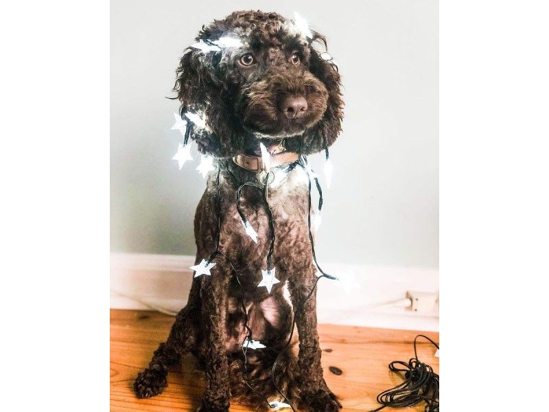 Dog with Christmas decorations