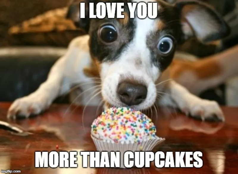 Dog with cupcake