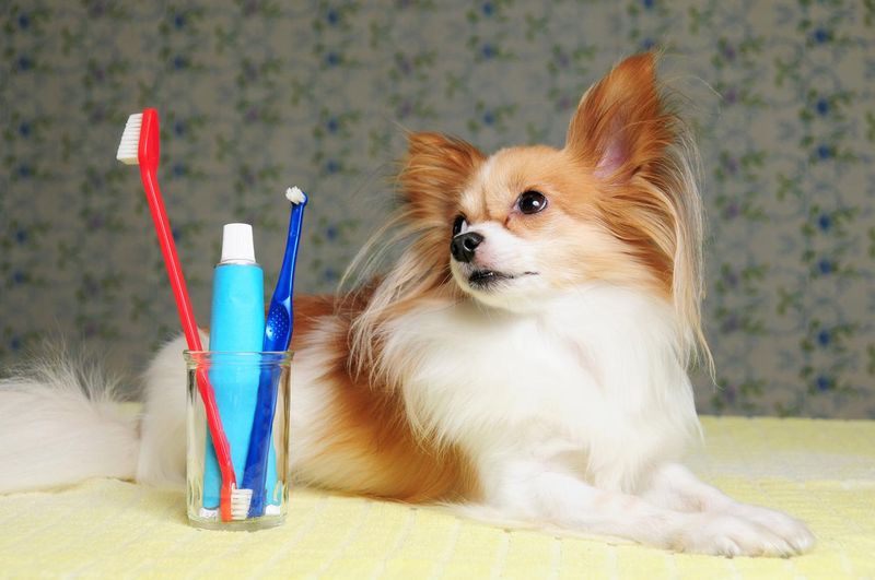 Dog with dental tools